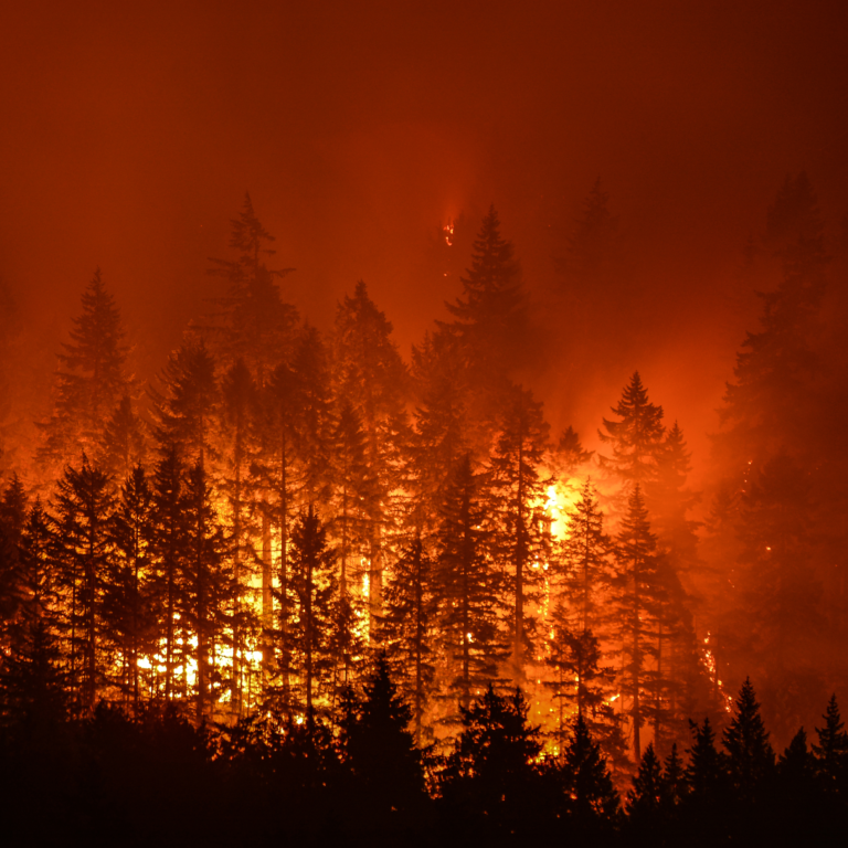 Forest fires were larger and more intense 100 years ago than they are ...