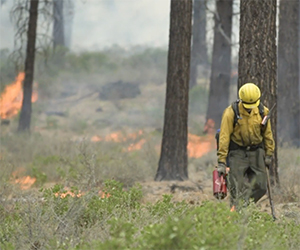 Restoration in a Fire Forest: The Benefits of Burning | Forest Fire Facts